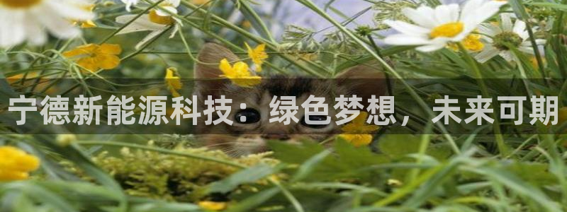 门徒娱乐是不是骗人的:宁德新能源科技:绿色梦想,未来可期